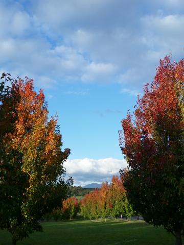 Deciduous trees with their top leaves turning crimson and orange.